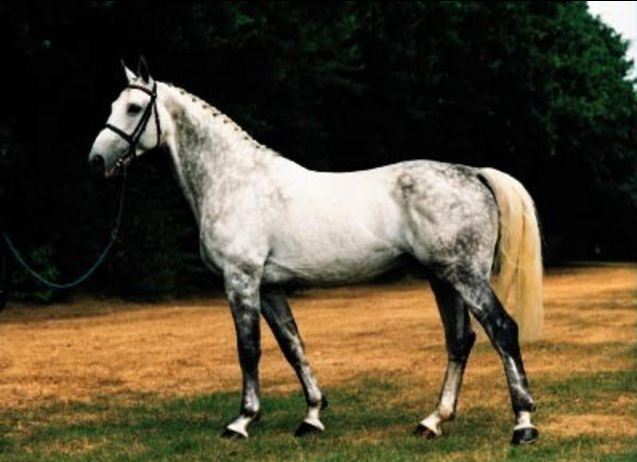 Grandsire