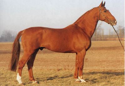 Great Grand Sire