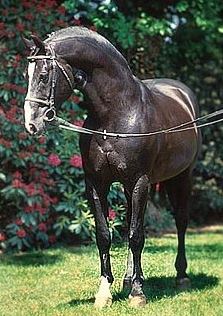 GrandSire